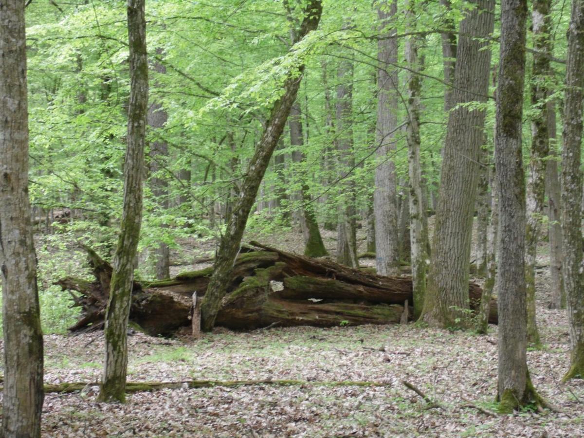 Lodge Zielone Zacisze Hajnowka